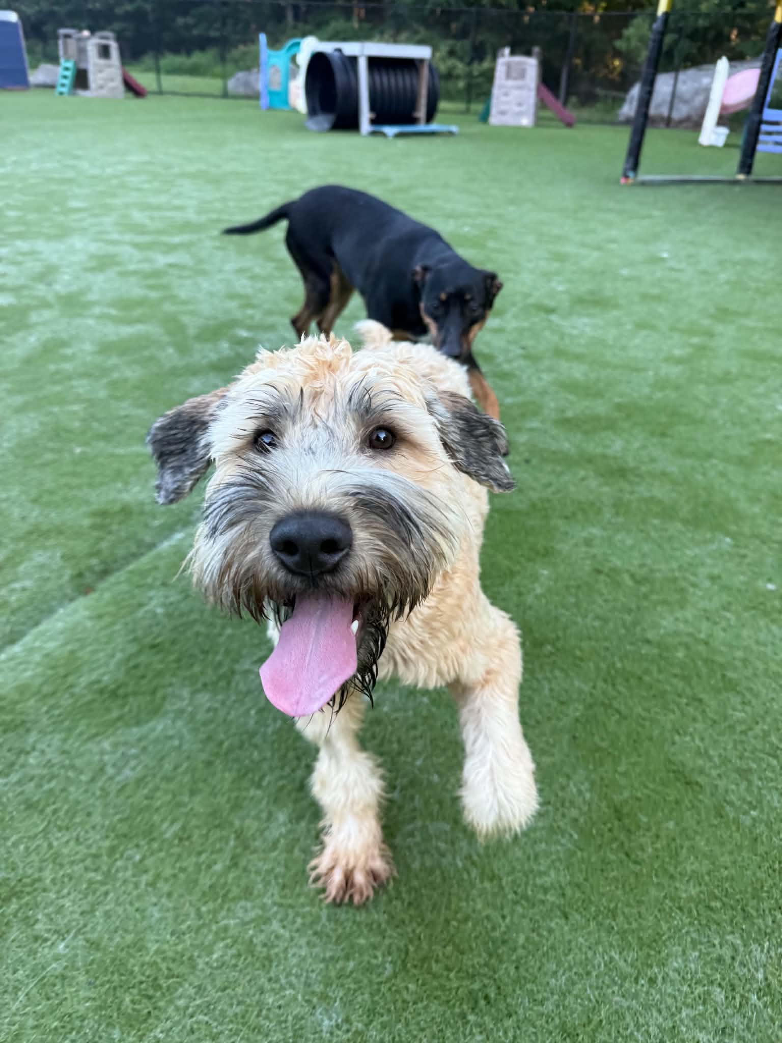 Enlarge Wyatt, a Adoptable Wheaten Terrier in Groton, CT image 4/5