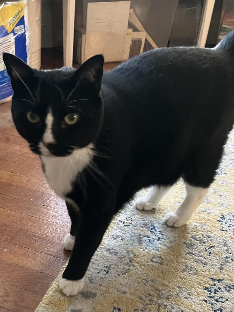 Ryan, Remy & Riley, ADOPTABLE, Adult Male American Shorthair.