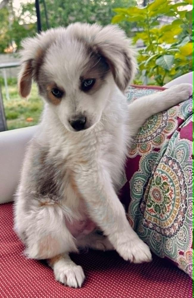 Kira, Adoptable, Puppy Female Collie & Shepherd.