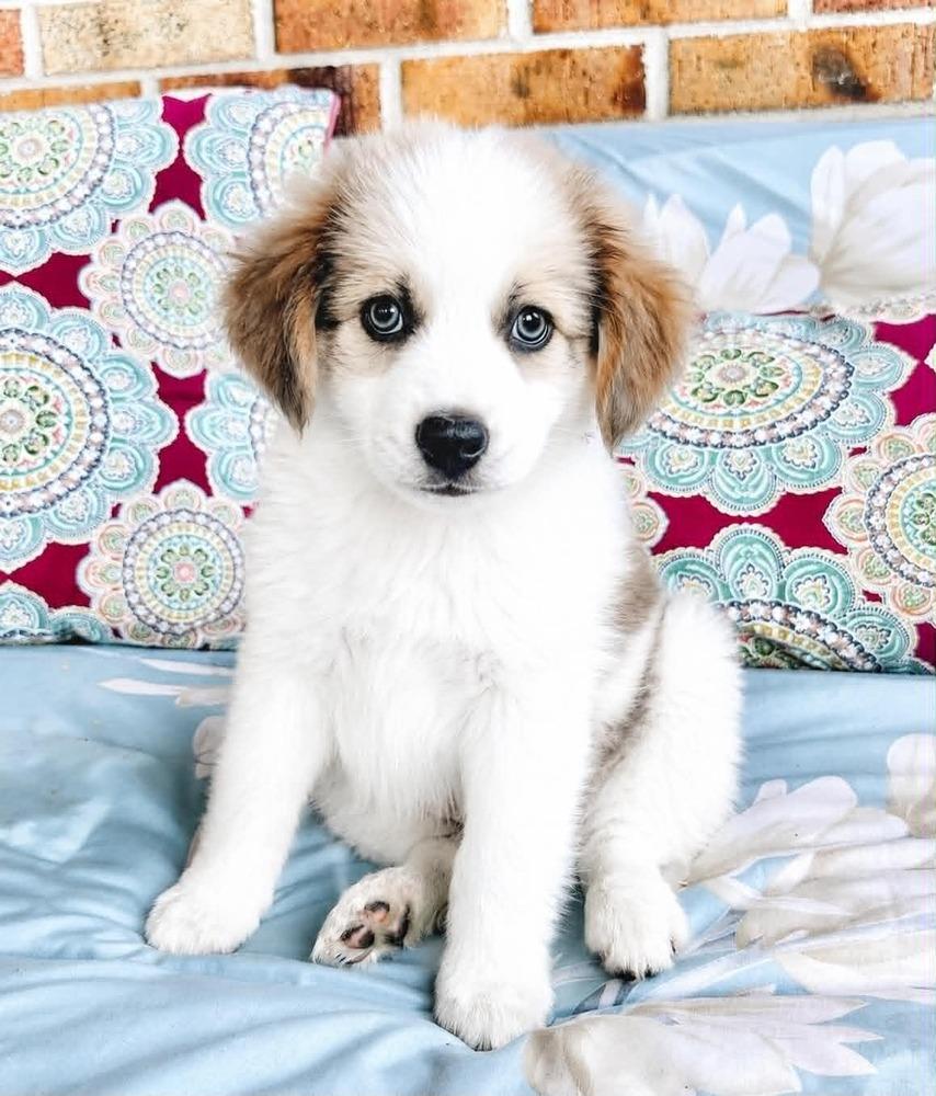 Kira, a Adoptable mixed breed in Boulder, CO image 2/2