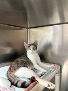 MJ, adopted, Young Female Domestic Short Hair.
