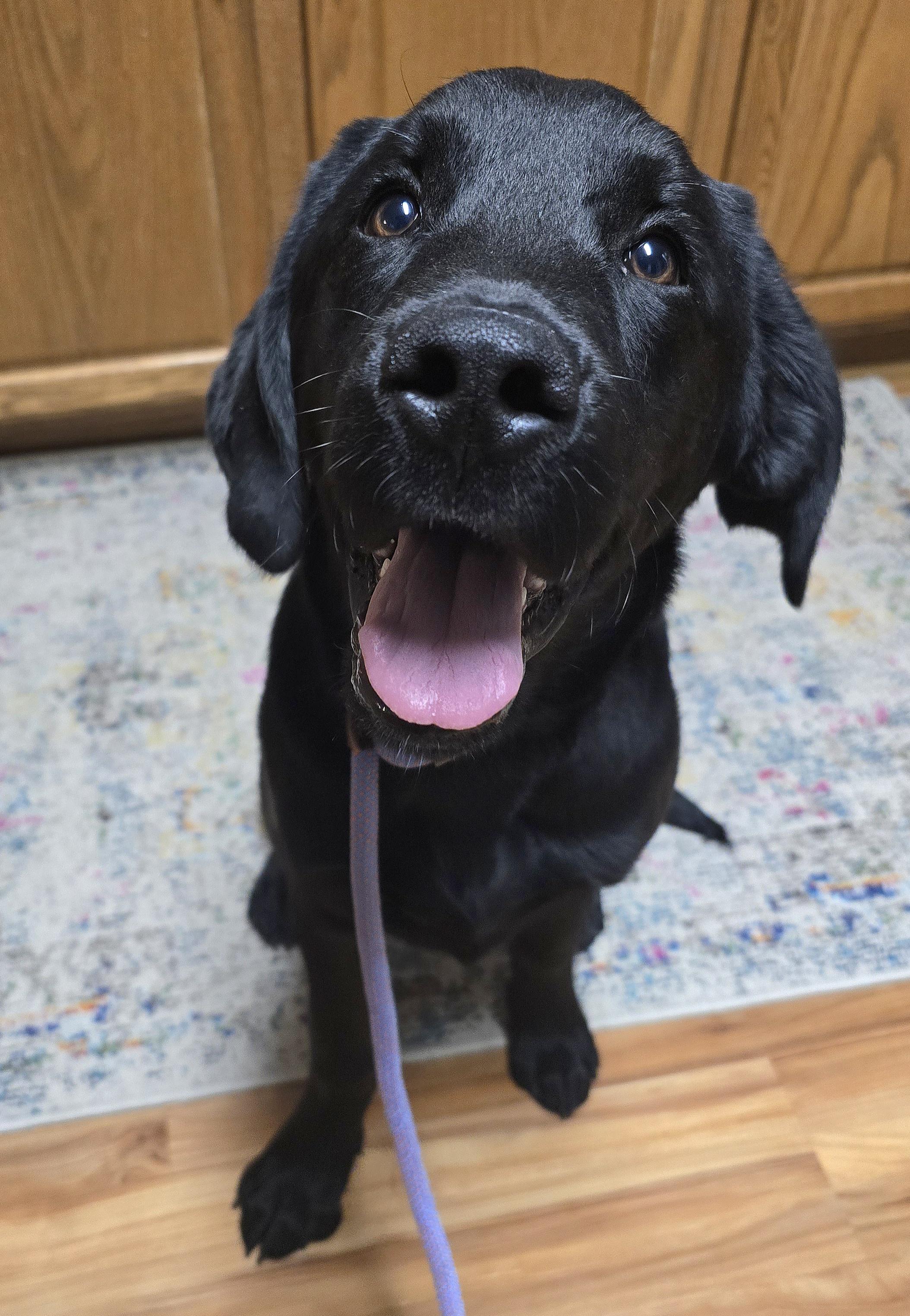 Enlarge Hurricane, a ADOPTABLE Labrador Retriever in Cedar Rapids, IA image 3/6