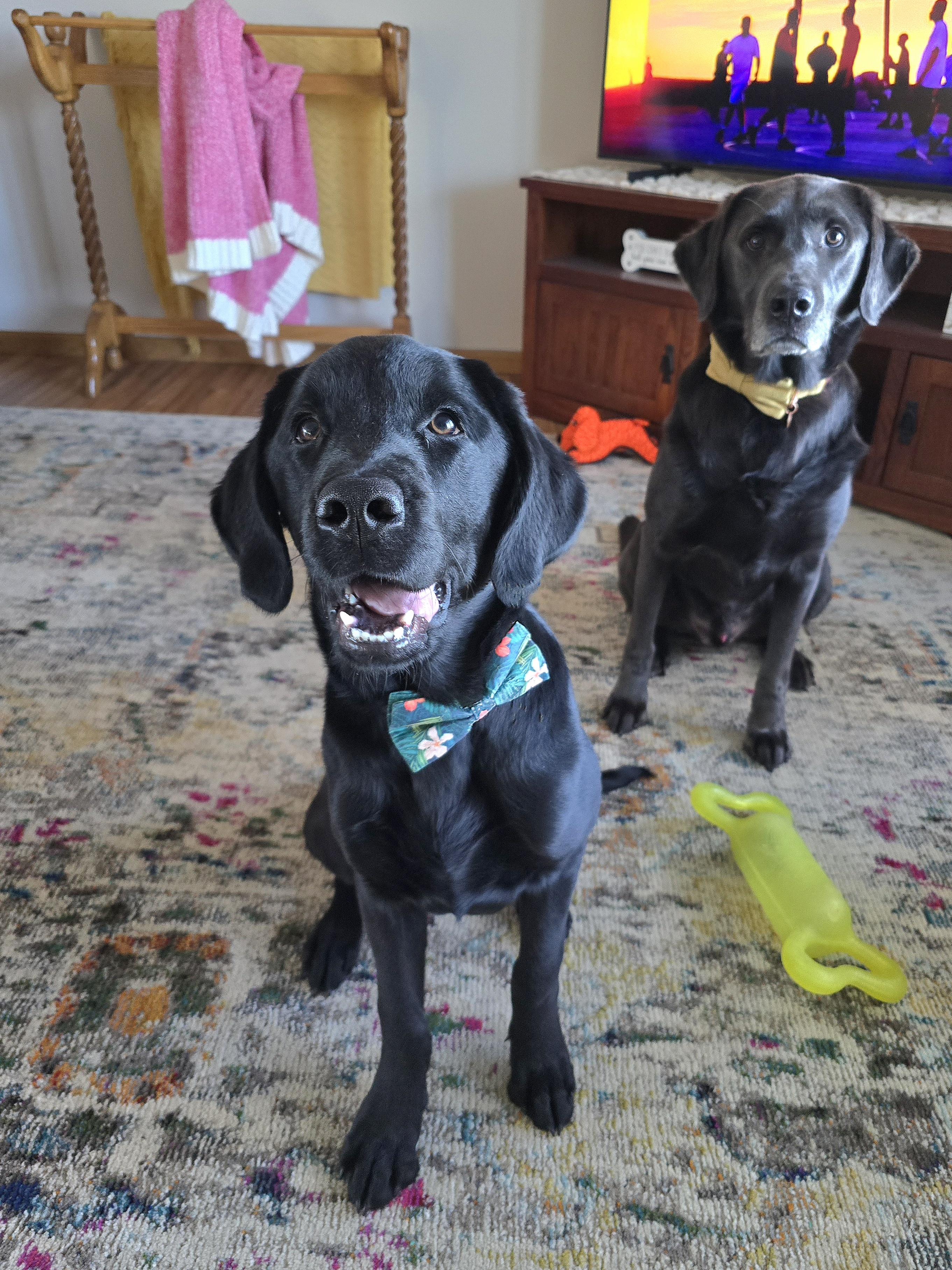 Enlarge Hurricane, a ADOPTABLE Labrador Retriever in Cedar Rapids, IA image 5/6