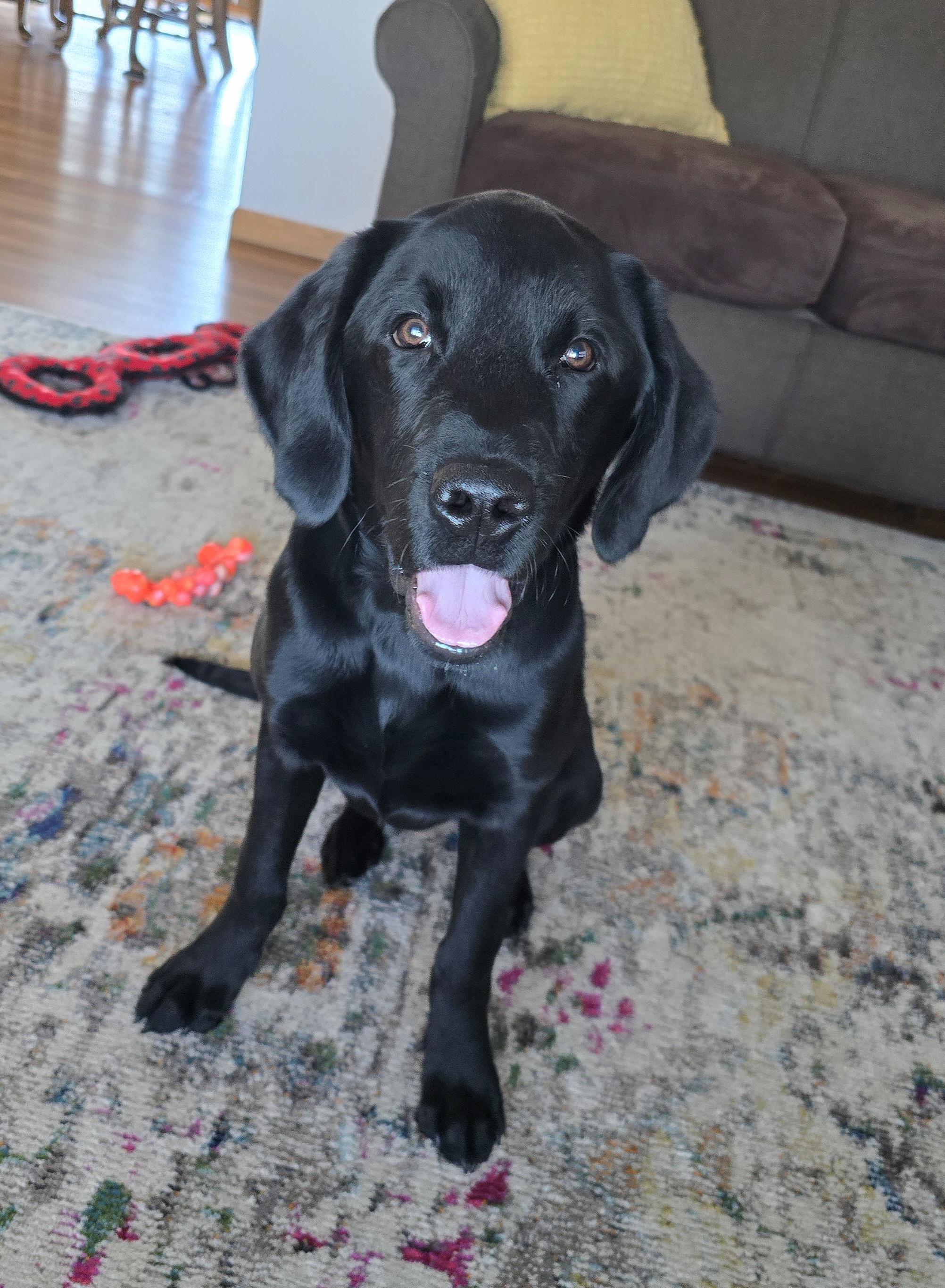 Enlarge Hurricane, a ADOPTABLE Labrador Retriever in Cedar Rapids, IA image 6/6