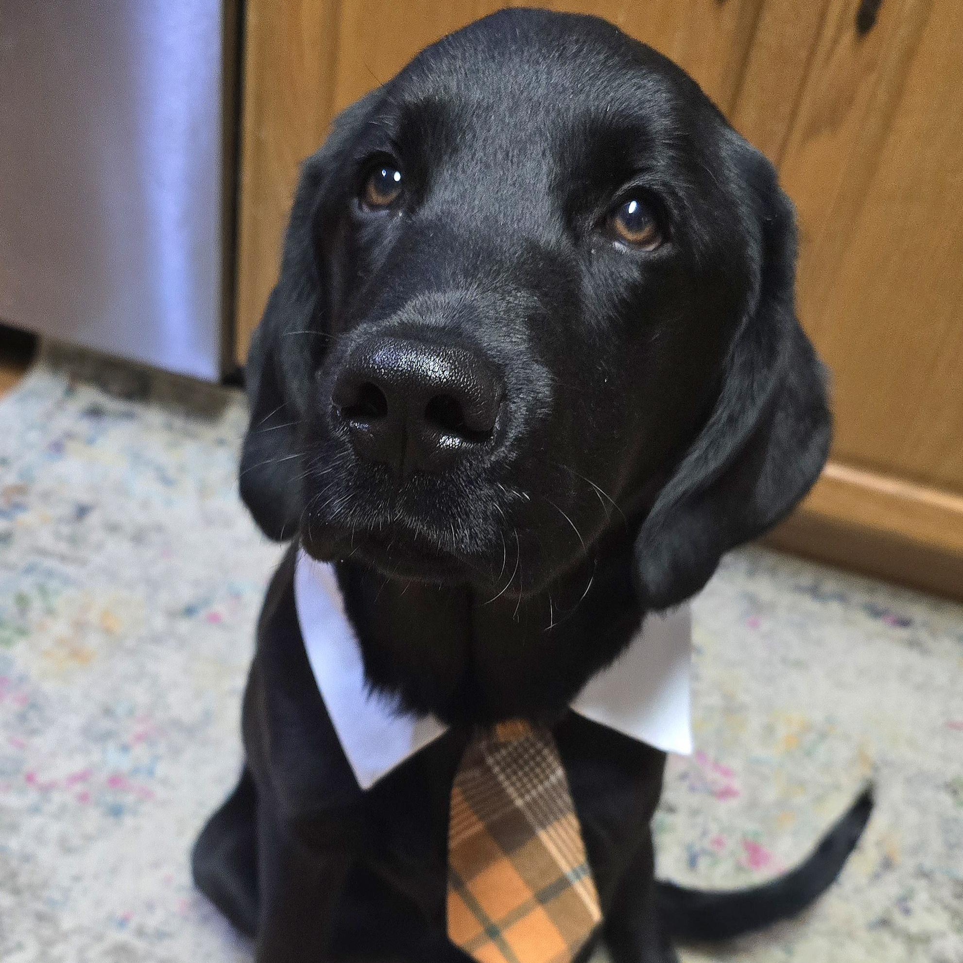 Hurricane, ADOPTABLE, Puppy Male Labrador Retriever.