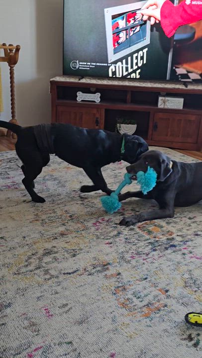 Enlarge Hurricane, a ADOPTABLE Labrador Retriever in Cedar Rapids, IA video 2/6