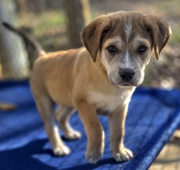 Rex, an adopted mixed breed in Red Hook, NY image 4/4