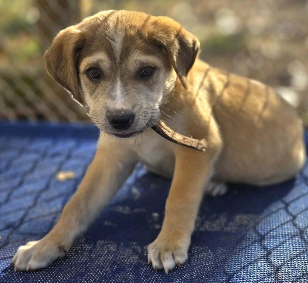 Rex, an adopted mixed breed in Red Hook, NY image 3/4