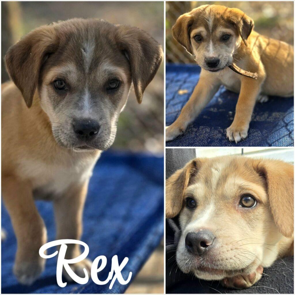 Rex, adopted, Puppy Male Golden Retriever.