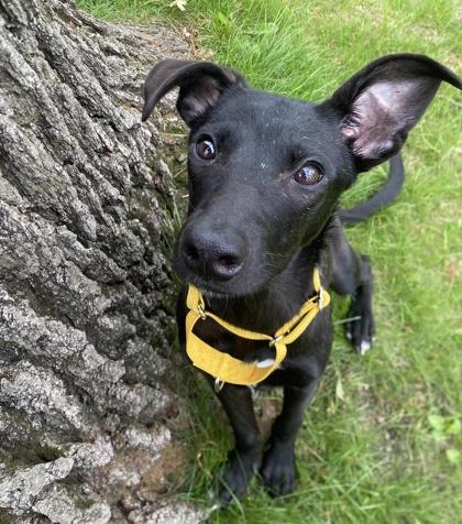 Beauty, Adoptable, Puppy Female Labrador Retriever & Mixed Breed.