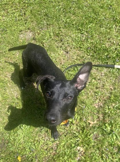 Enlarge Beauty, a Adoptable mixed breed in Hobart, IN image 2/3