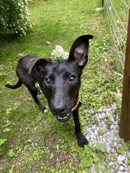 Enlarge Beauty, a Adoptable mixed breed in Hobart, IN image 3/3