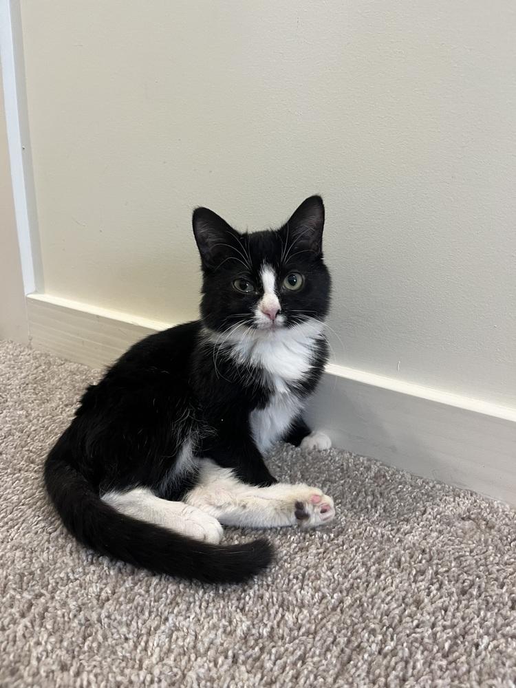 Enlarge Bond, James Bond, a Adoptable Domestic Short Hair in Warren, CT image 1/6