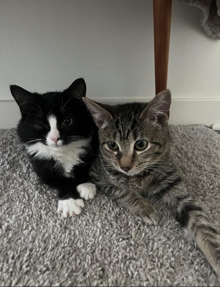 Enlarge Bond, James Bond, a Adoptable Domestic Short Hair in Warren, CT image 3/6