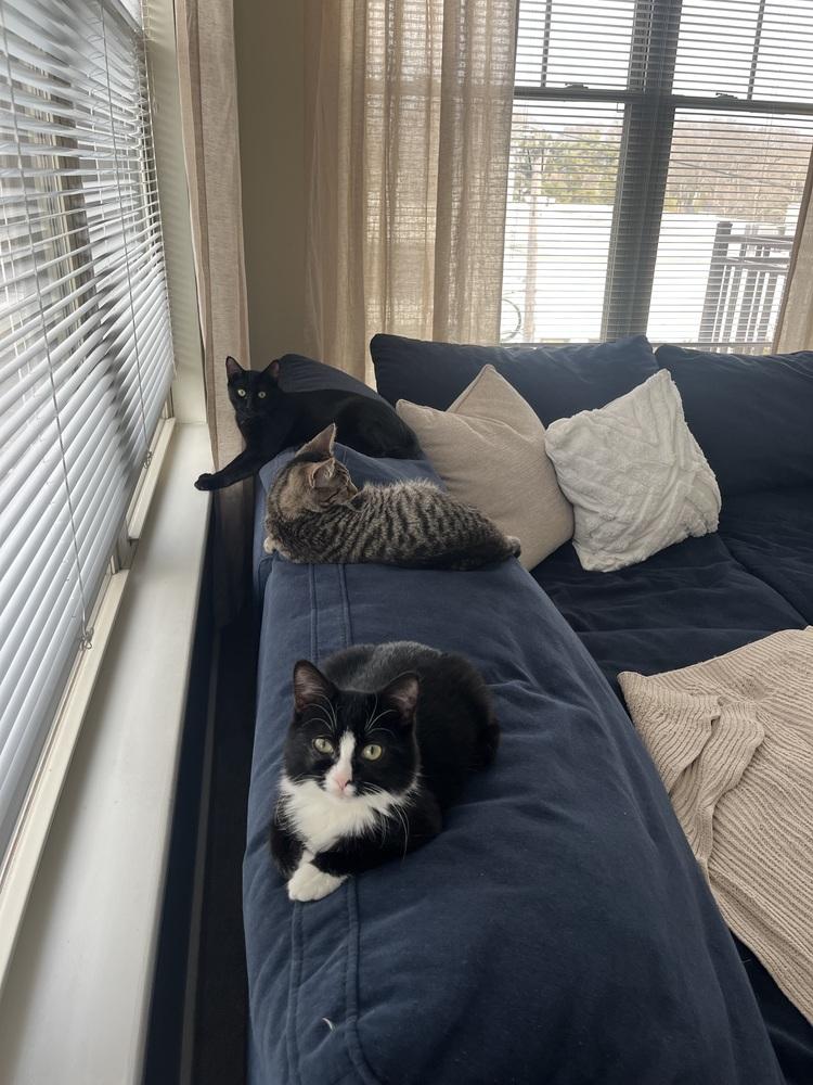 Enlarge Bond, James Bond, a Adoptable Domestic Short Hair in Warren, CT image 5/6