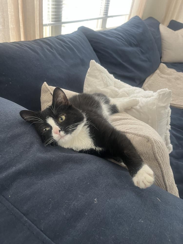 Enlarge Bond, James Bond, a Adoptable Domestic Short Hair in Warren, CT image 6/6