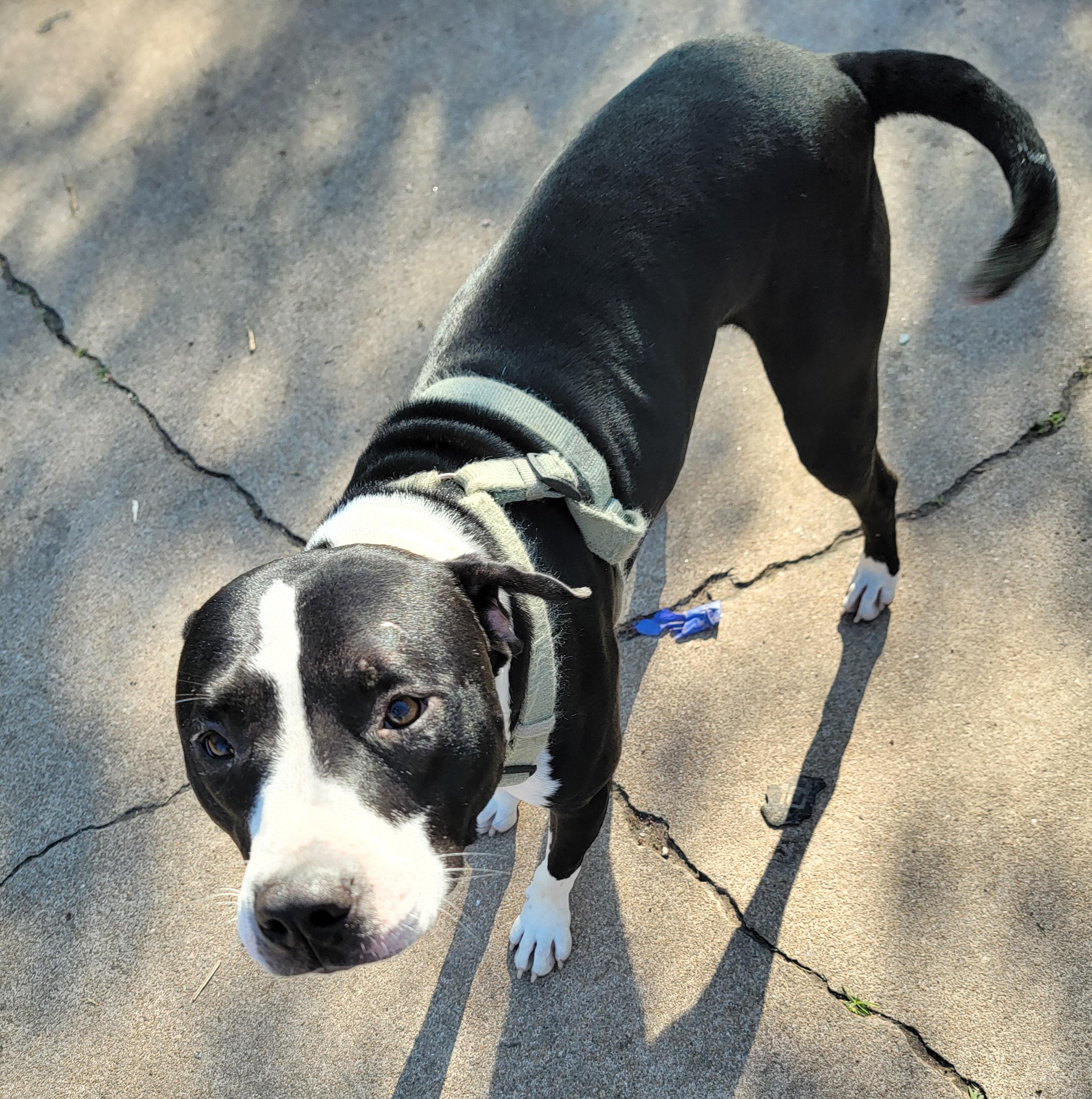 Enlarge Blythe, an adopted mixed breed in Tomball, TX image 3/6