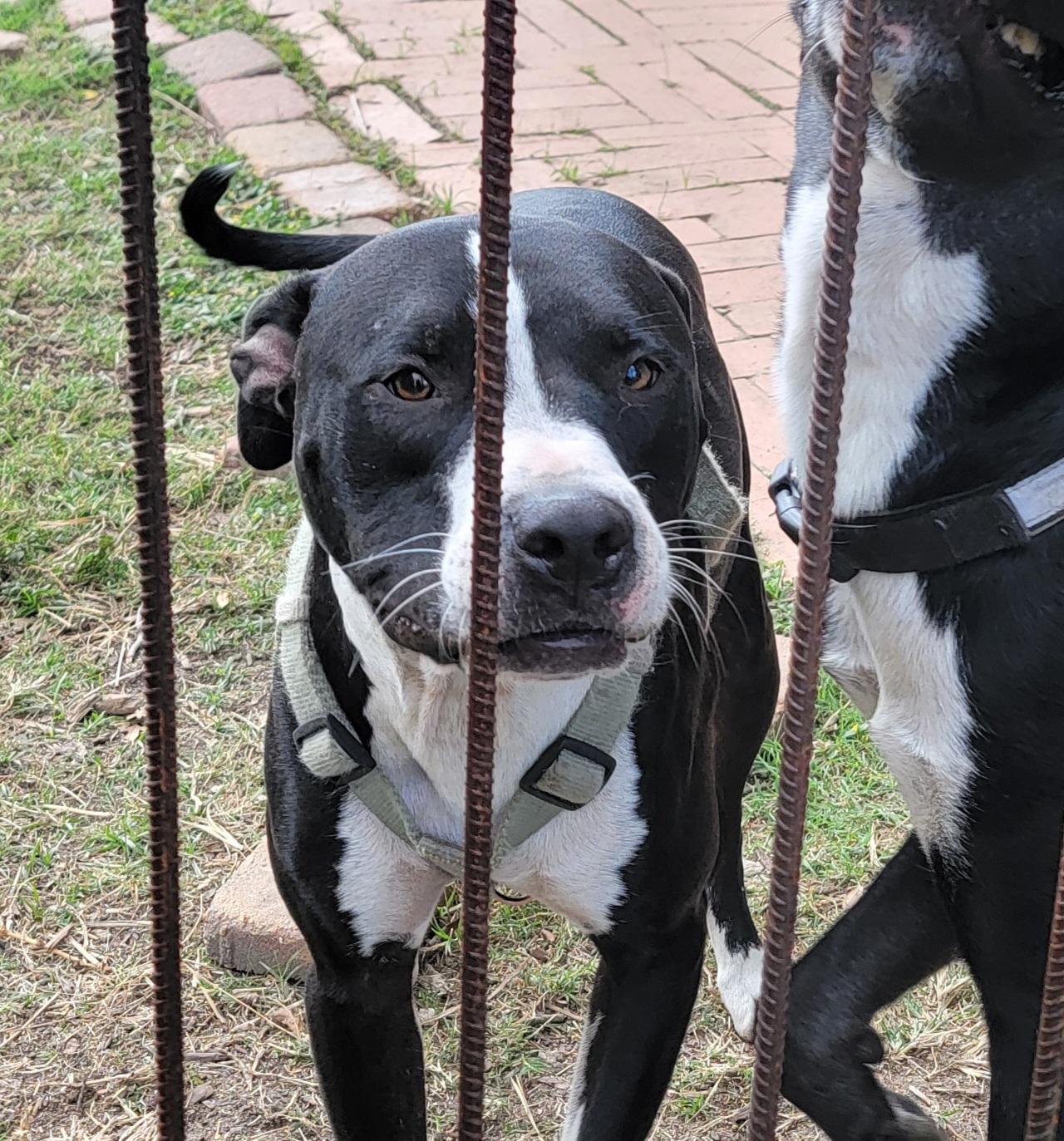 Enlarge Blythe, an adopted mixed breed in Tomball, TX image 5/6