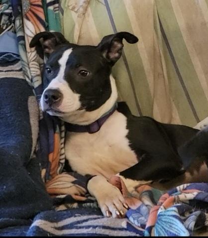 Enlarge Blythe, an adopted mixed breed in Tomball, TX image 2/6