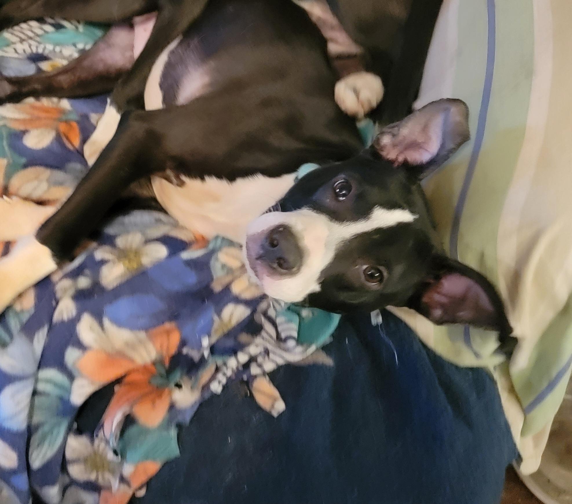 Blythe, adopted, Young Male Terrier.