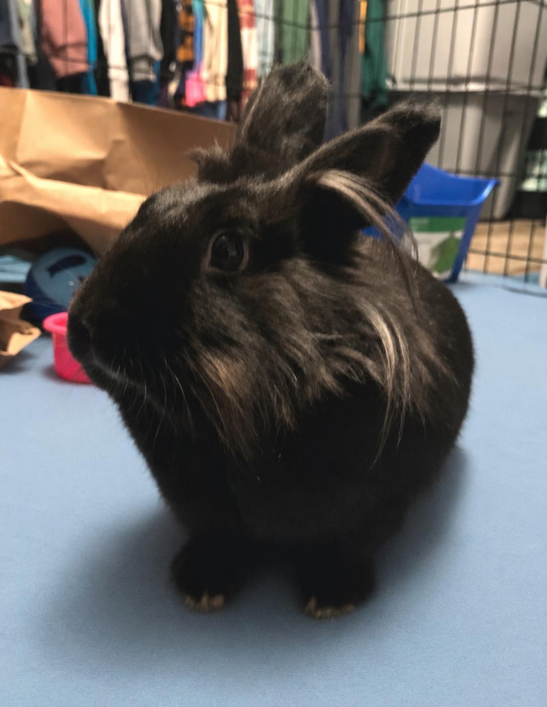 Enlarge Celine, a ADOPTABLE Lionhead in Oshkosh, WI image 4/6