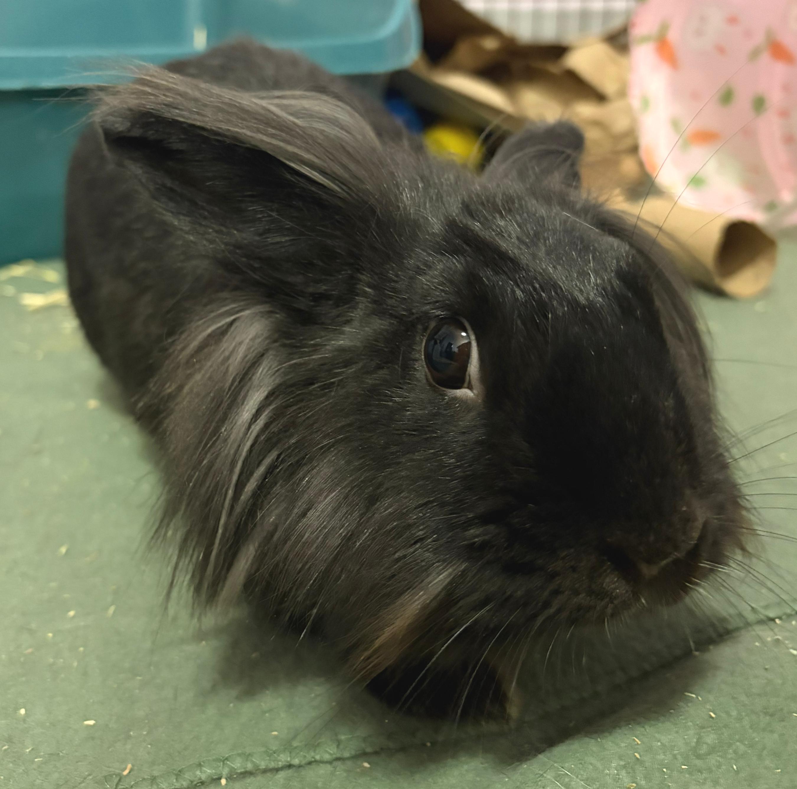 Celine, ADOPTABLE, Adult Female Lionhead.