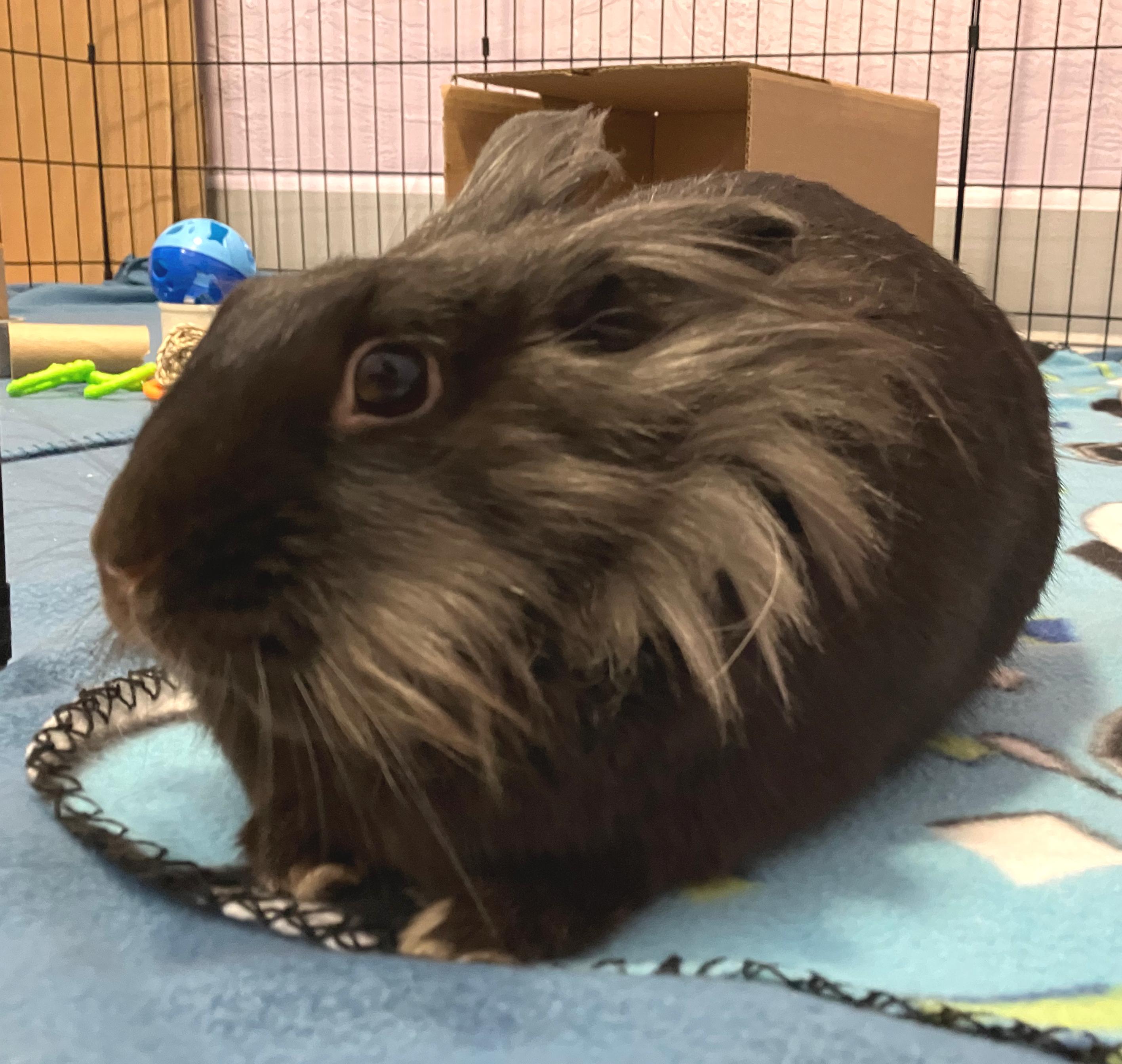 Enlarge Celine, a ADOPTABLE Lionhead in Oshkosh, WI image 1/6