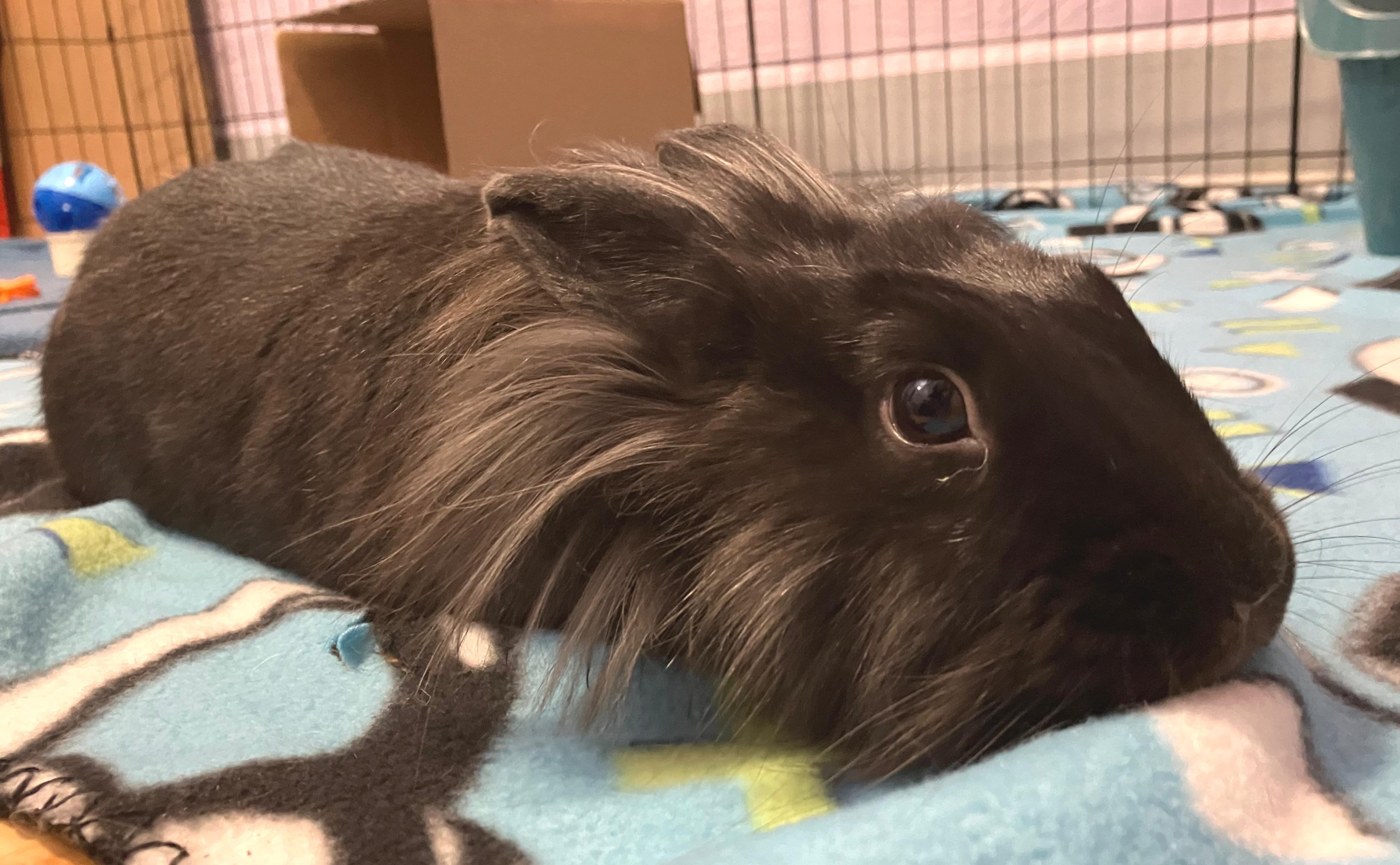 Enlarge Celine, a ADOPTABLE Lionhead in Oshkosh, WI image 3/6