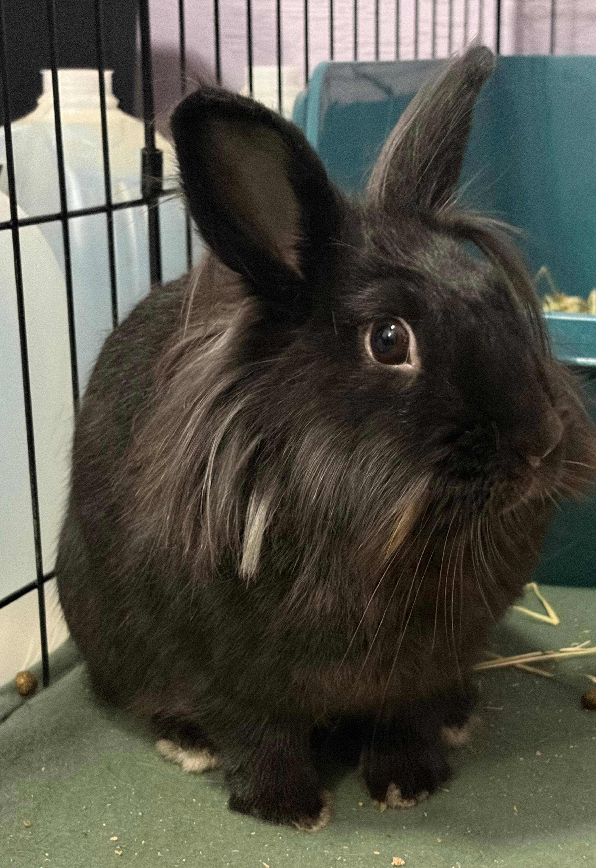 Celine, a ADOPTABLE Lionhead in Oshkosh, WI image 3/6