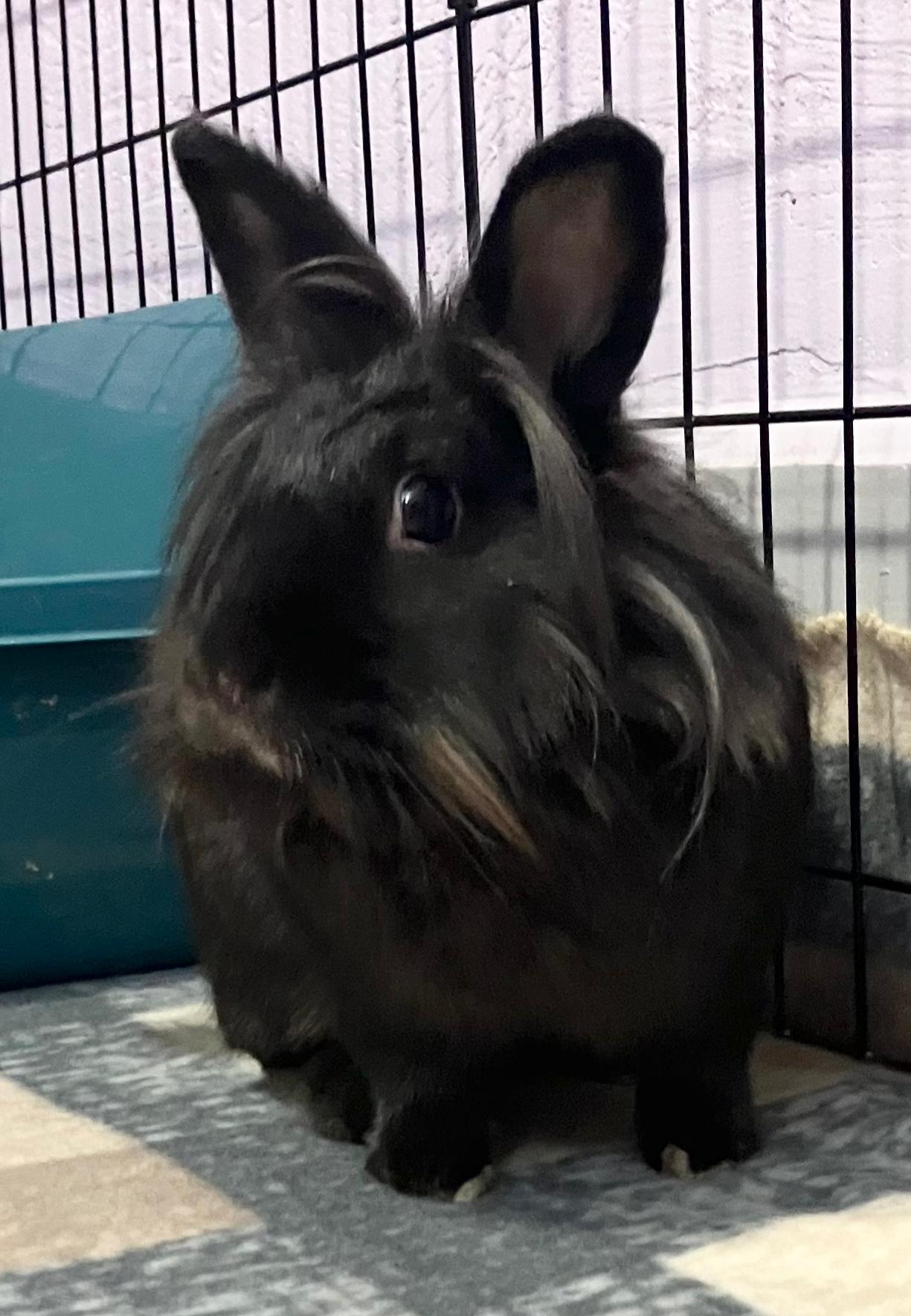 Enlarge Celine, a ADOPTABLE Lionhead in Oshkosh, WI image 2/6