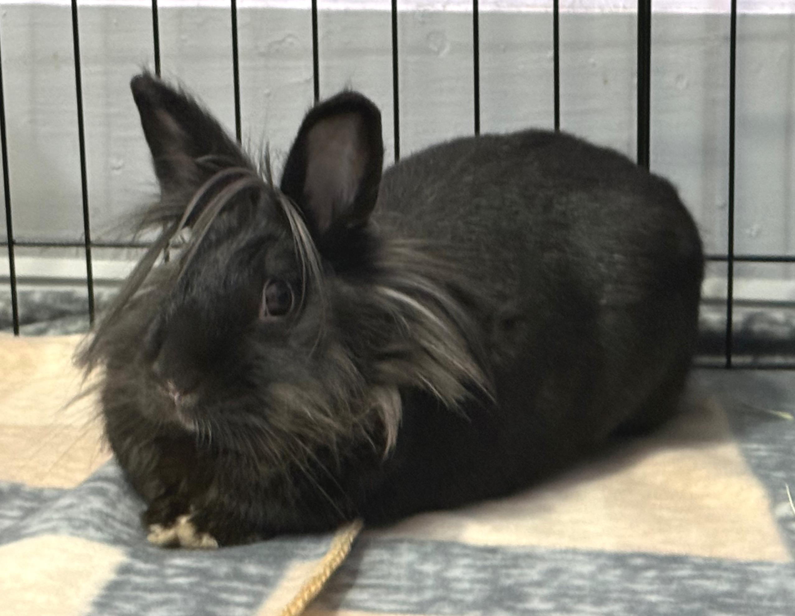 Enlarge Celine, a ADOPTABLE Lionhead in Oshkosh, WI image 5/6