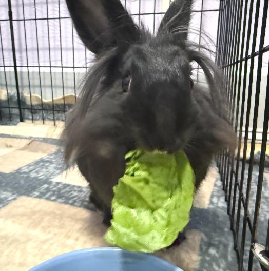 Celine, ADOPTABLE, Adult Female Lionhead.
