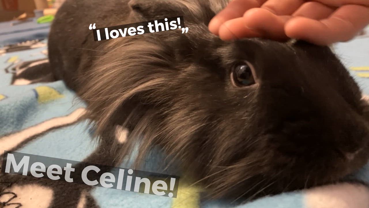 Enlarge Celine, a ADOPTABLE Lionhead in Oshkosh, WI video 6/6