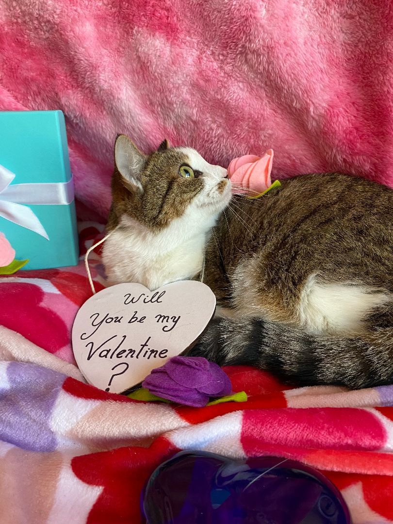 Pearl, Adopted, Adult Female Tabby.