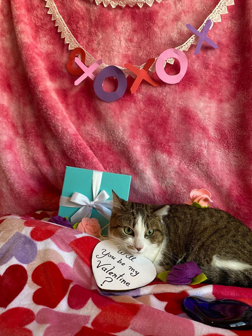 Enlarge Pearl, a Adopted Tabby in Woodstock, GA image 2/6