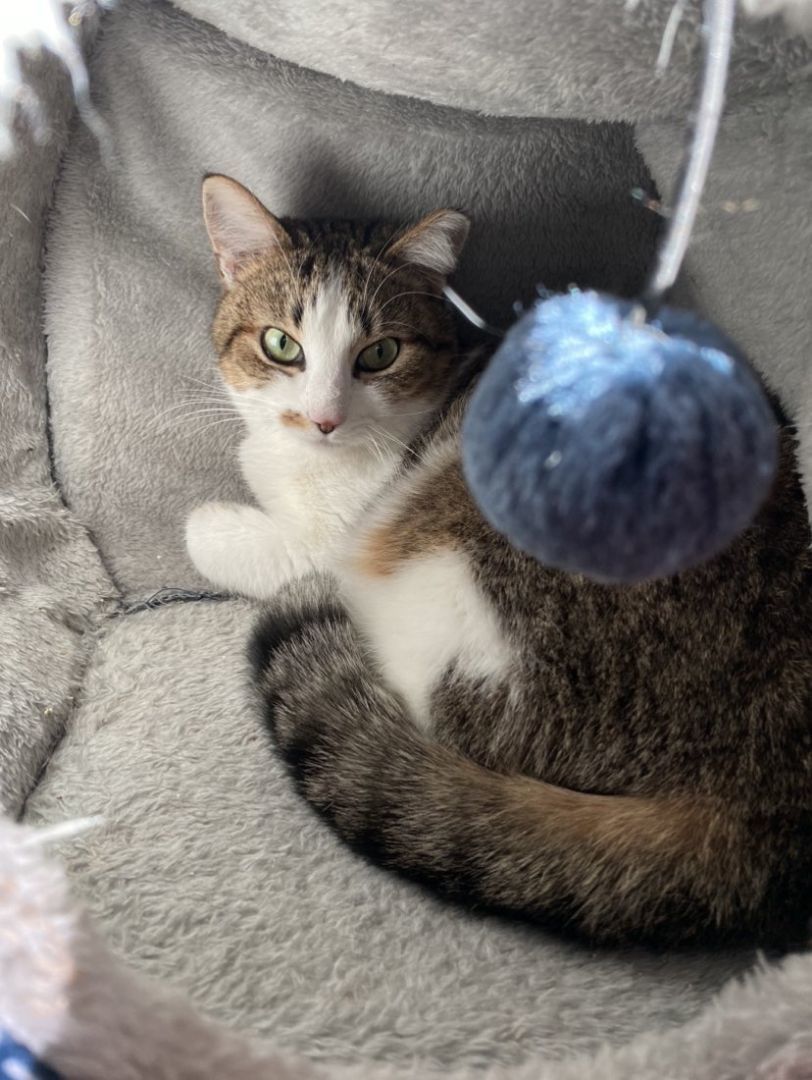 Enlarge Pearl, a Adopted Tabby in Woodstock, GA image 3/6