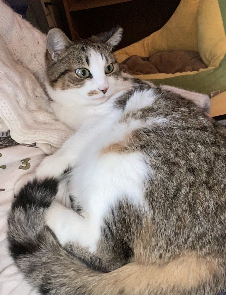 Enlarge Pearl, a Adopted Tabby in Woodstock, GA image 4/6