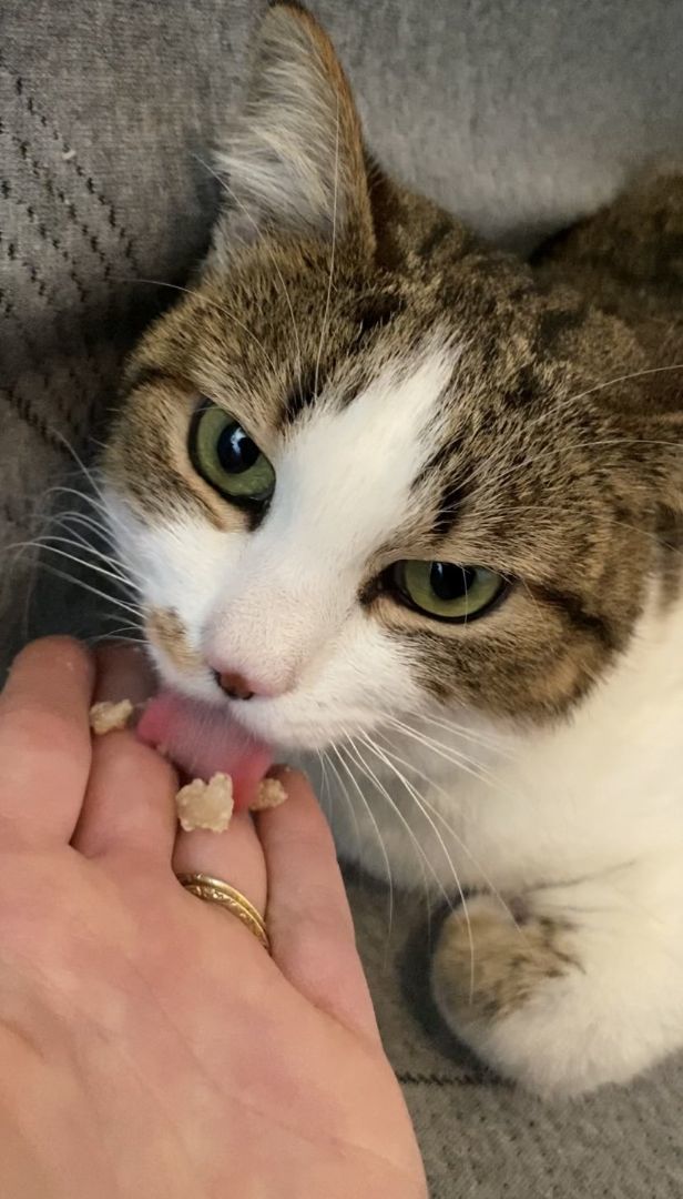 Enlarge Pearl, a Adopted Tabby in Woodstock, GA image 6/6