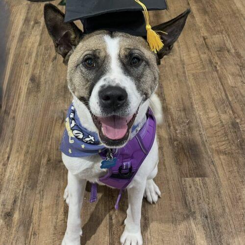 Enlarge Lexi, a Adoptable mixed breed in Memphis, TN image 1/5