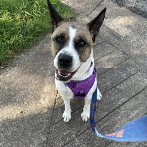 Enlarge Lexi, a Adoptable mixed breed in Memphis, TN image 2/5