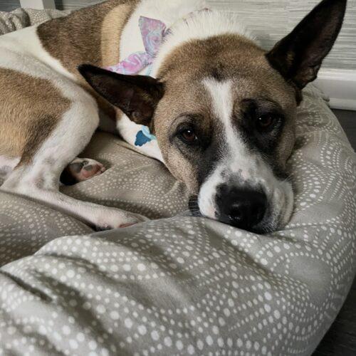 Enlarge Lexi, a Adoptable mixed breed in Memphis, TN image 3/5