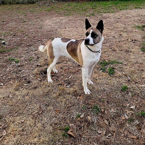Lexi, Adoptable, Young Female Akita & Mixed Breed.