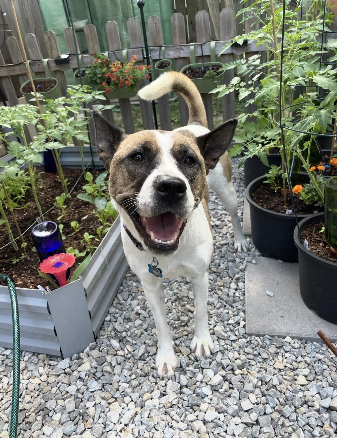 Enlarge Lexi, a Adoptable mixed breed in Memphis, TN image 4/5