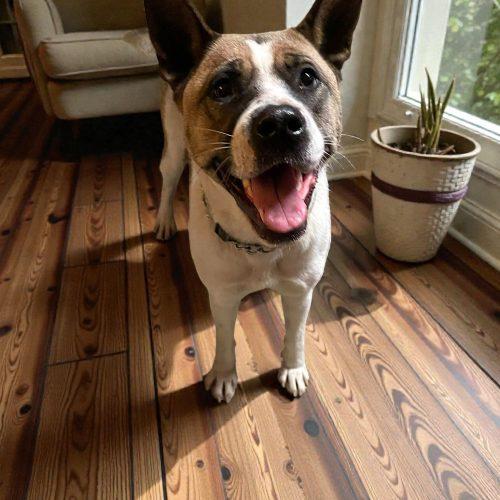 Enlarge Lexi, a Adoptable mixed breed in Memphis, TN image 2/5