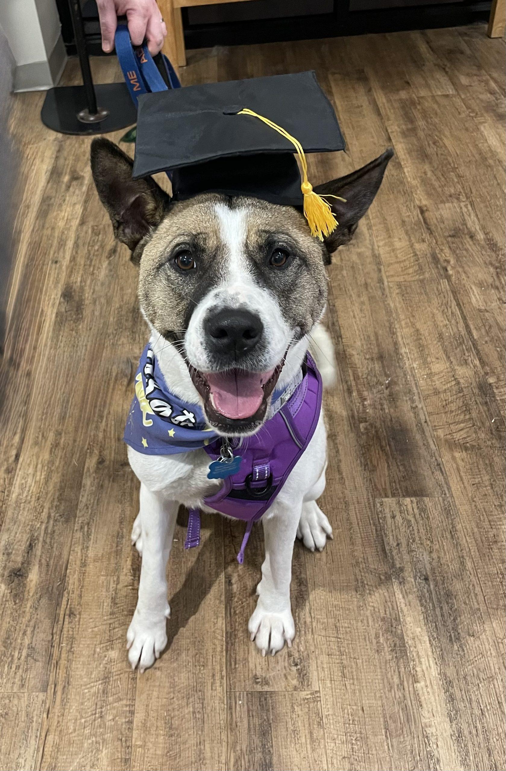 Enlarge Lexi, a Adoptable mixed breed in Memphis, TN image 4/6