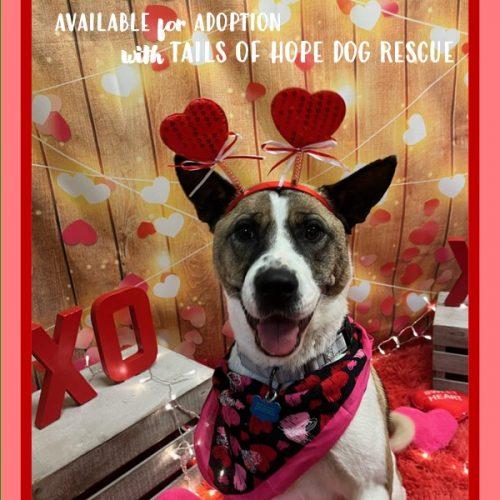 Enlarge Lexi, a Adoptable mixed breed in Memphis, TN image 4/5