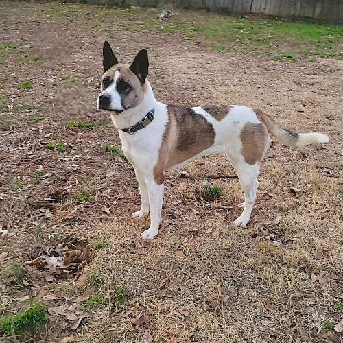 Enlarge Lexi, a Adoptable mixed breed in Memphis, TN image 5/5