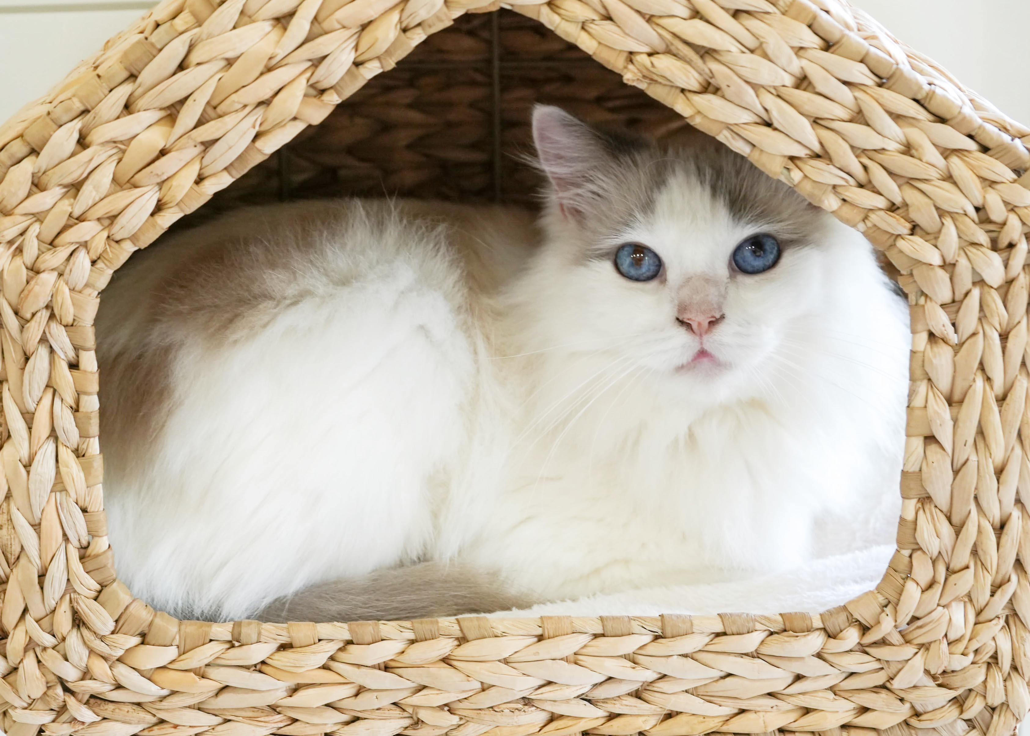 Enlarge Garmadon is well... epic - DECLAWED PUREBRED RAGDOLL - VIDEOS - therapy sweet, a Adoptable Ragdoll in Bedford Hills, NY image 3/6