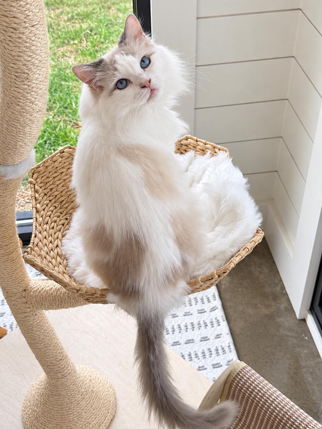 Enlarge Garmadon is well... epic - DECLAWED PUREBRED RAGDOLL - VIDEOS - therapy sweet, a Adoptable Ragdoll in Bedford Hills, NY image 2/6