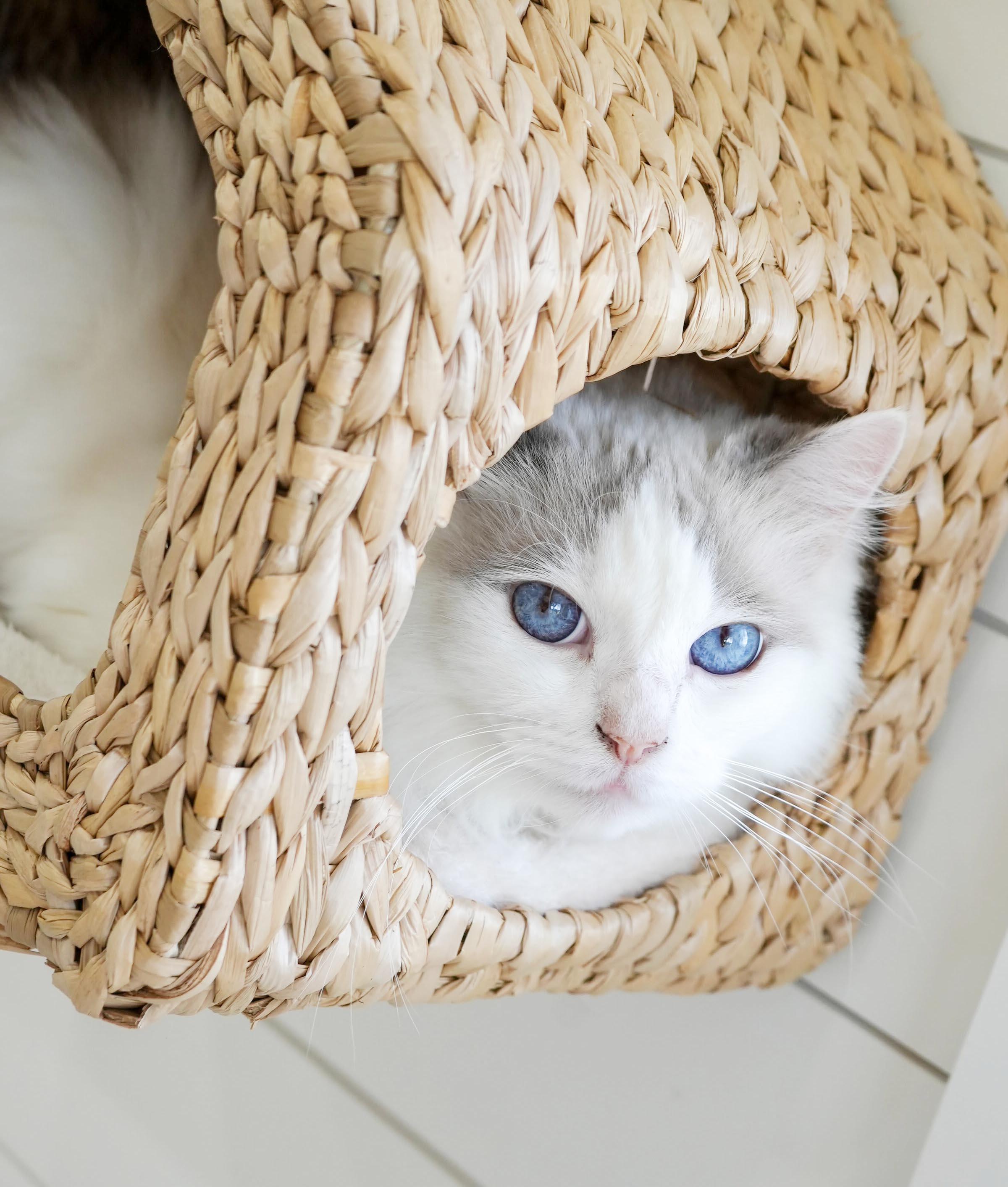 Enlarge Garmadon is well... epic - DECLAWED PUREBRED RAGDOLL - VIDEOS - therapy sweet, a Adoptable Ragdoll in Bedford Hills, NY image 5/6